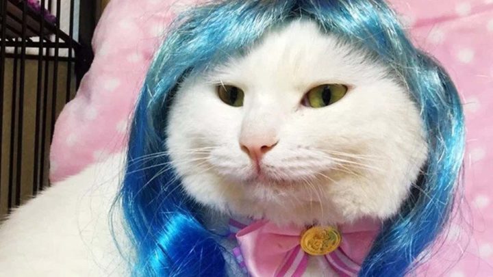 Famous Celebrity anime cats and pets